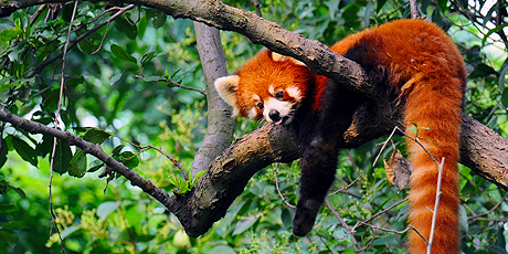 Red panda