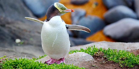 Yellow-eyed penguin